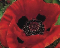 Great Red Oriental Poppy Seeds