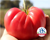 Pink Delicious Hybrid Tomato Seeds