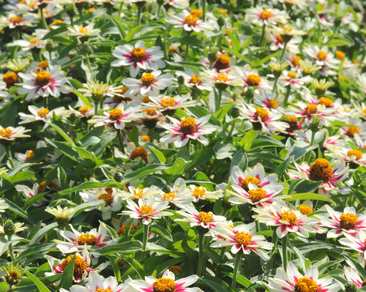 starlight rose seed Zahara Starlight Rose Zinnia – The Pepper Pantry
