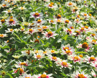 Zahara Starlight Rose Zinnia