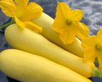 Smooth Criminal Hybrid Summer Squash Seeds