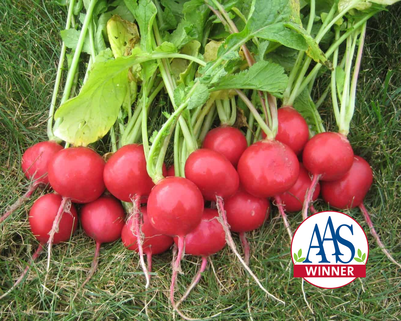 Roxanne Hybrid Radish Seeds