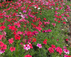 Sweetheart Kisses Verbena Seeds