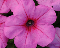 Hybrid Easy Wave Pink Passion Spreading Petunia Seeds