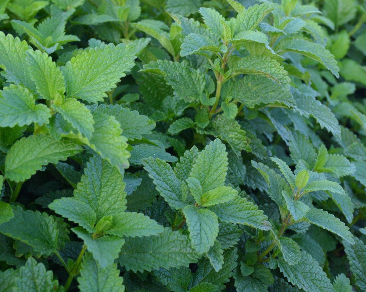 Lemon Balm Seeds