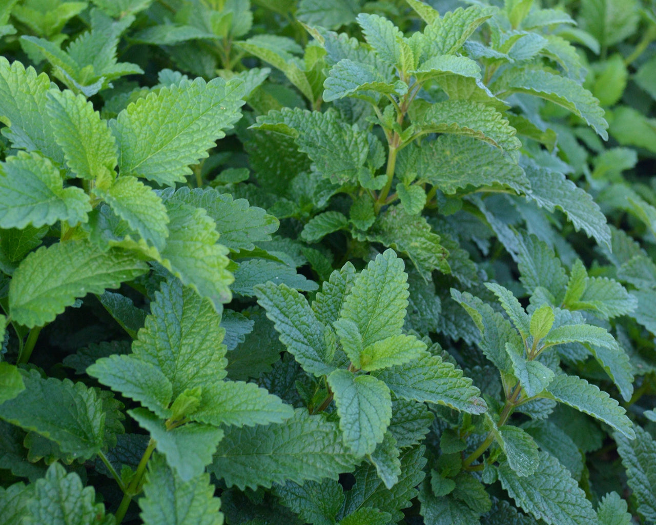 Lemon Balm Seeds