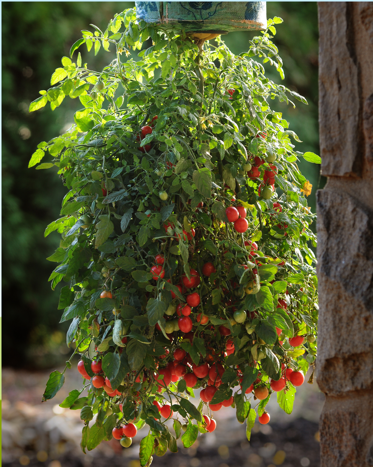 Topsy Tom Hybrid Tomato Seeds