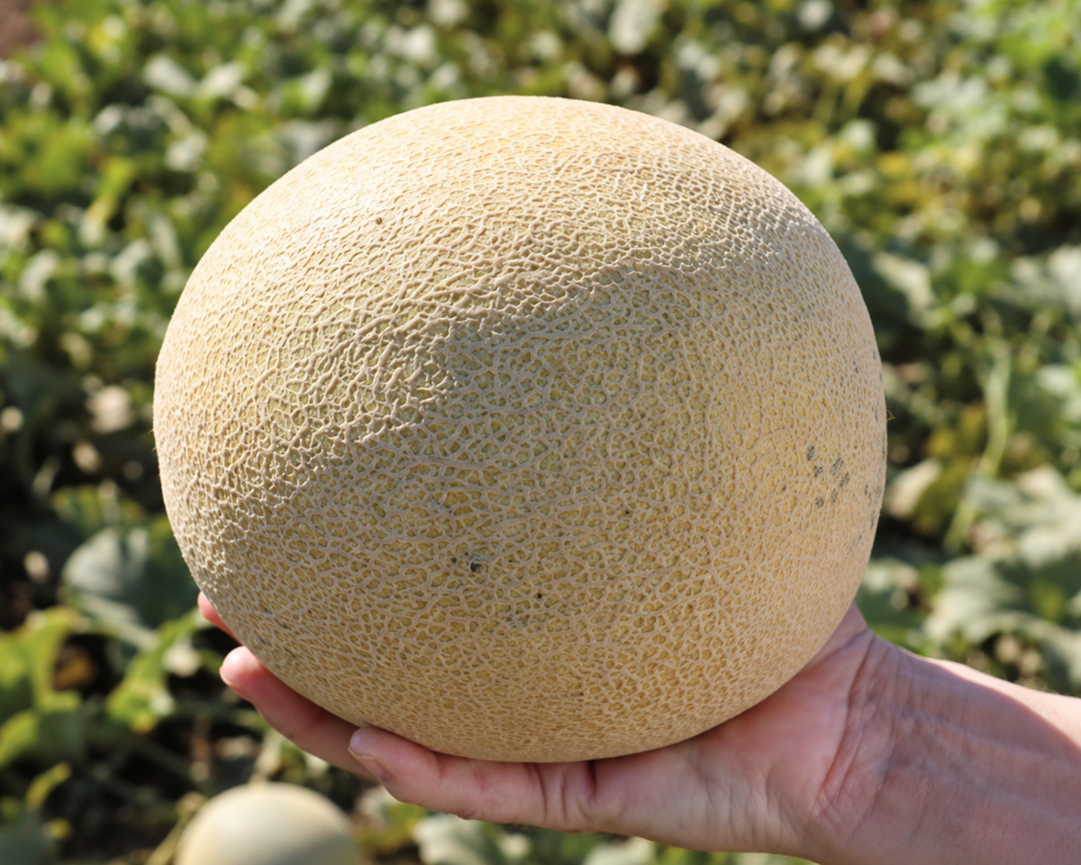 Ambrosia Hybrid Cantaloupe Seeds