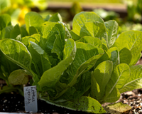 Jericho Lettuce Seeds