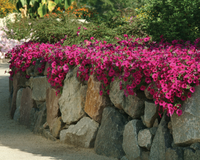 Purple Wave® Spreading Petunia Seeds