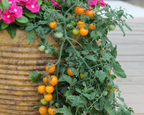 Tumbling Tom Yellow Tomato Seeds