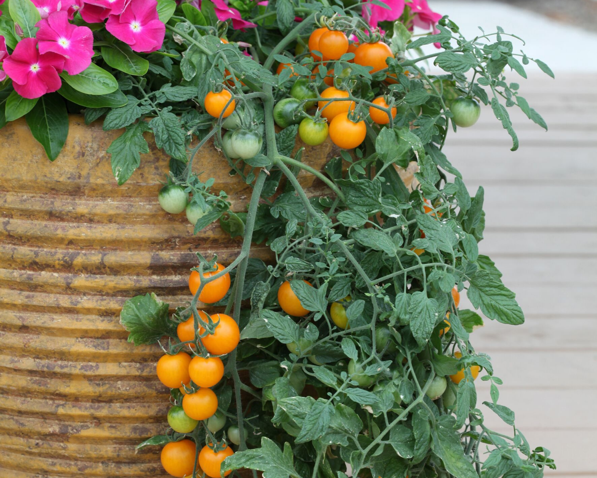 Tumbling Tom Yellow Tomato Seeds