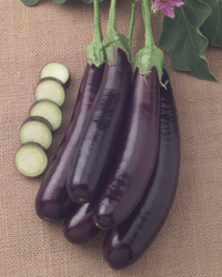 Hansel Hybrid Eggplant Seeds