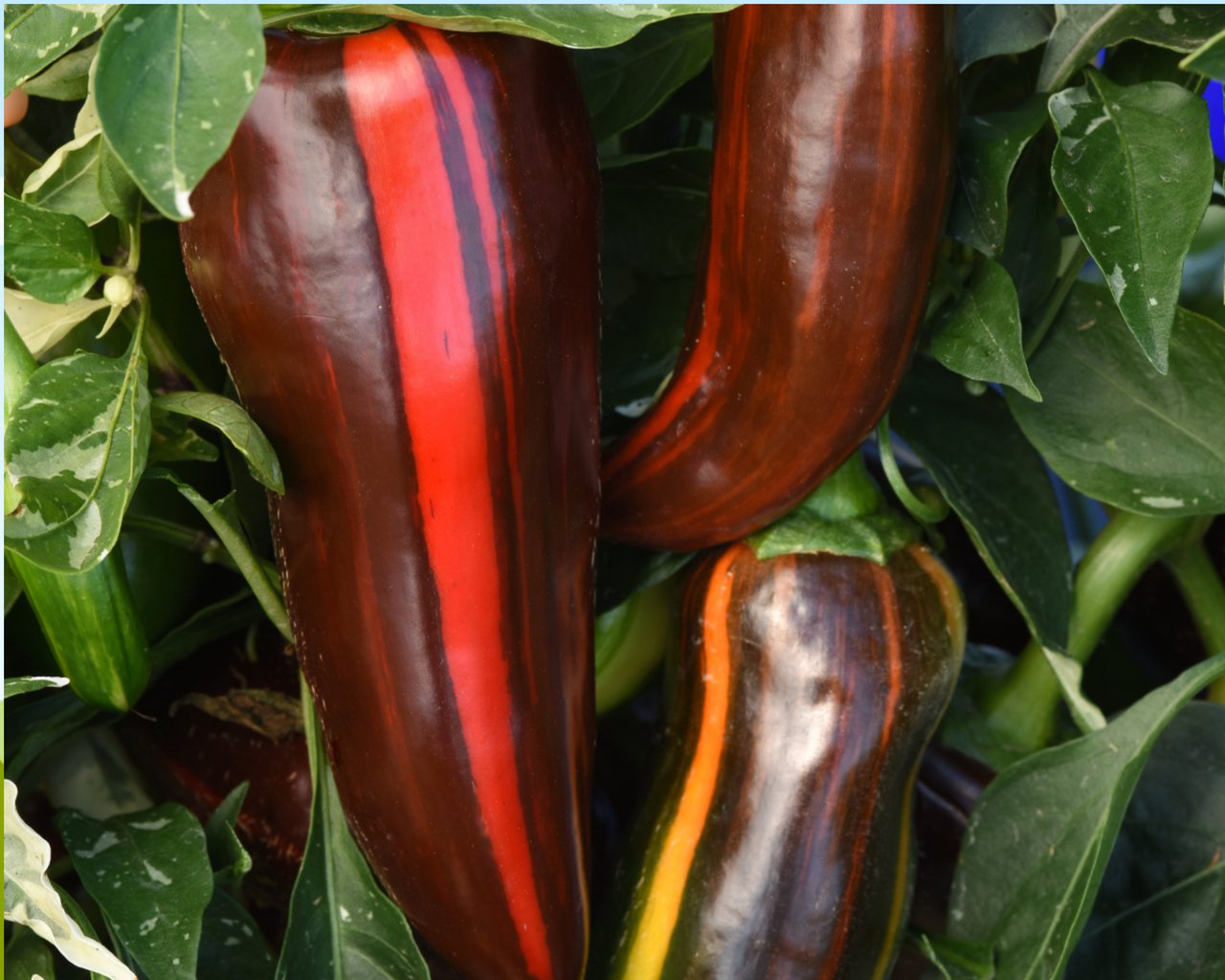 Mocha Swirl Hybrid Pepper Seeds
