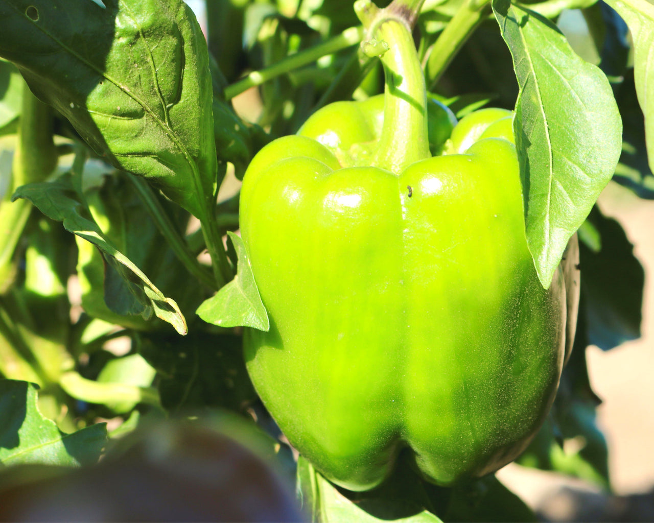King Arthur Hybrid Bell Pepper Seeds
