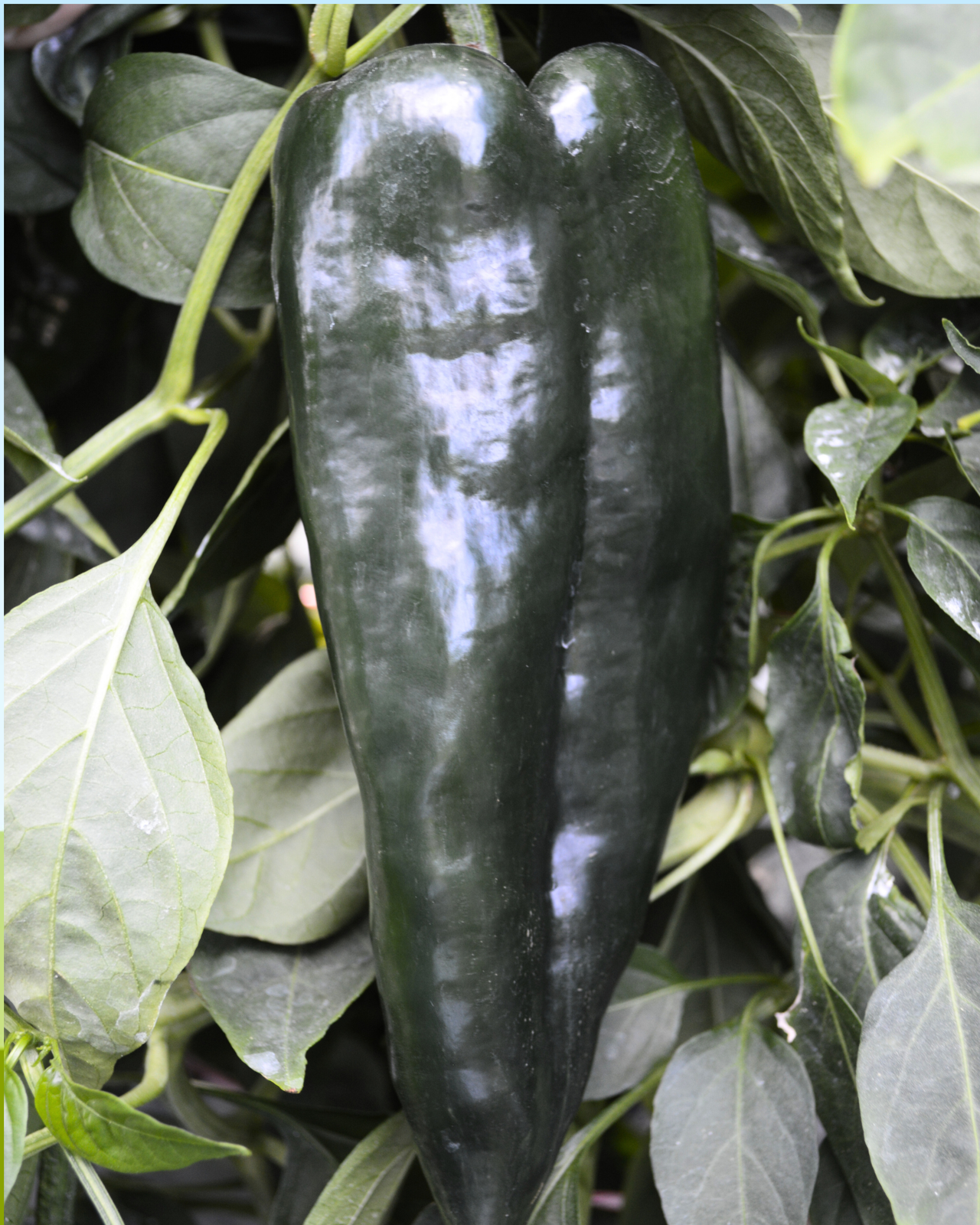 Carranza Hybrid Pepper Seeds
