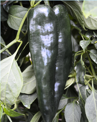 Carranza Hybrid Pepper Seeds
