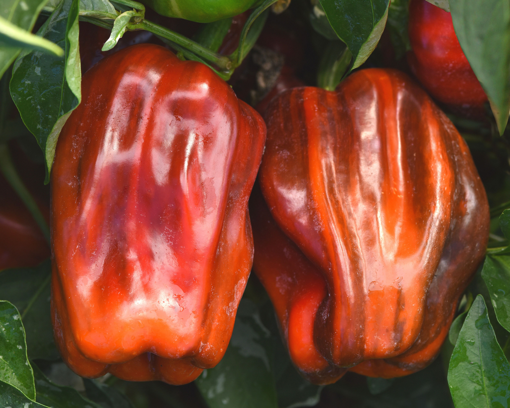Candy Cane Chocolate Cherry Hybrid Pepper Seeds