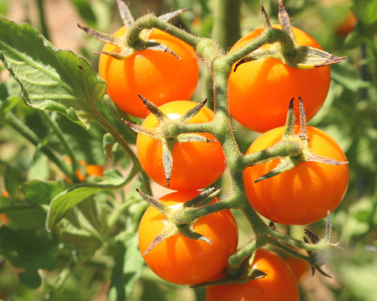 Sun Sugar Hybrid Tomato Seeds