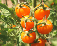 Sun Sugar Hybrid Tomato Seeds