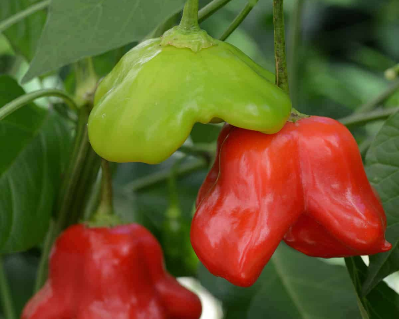 Mad Hatter Hybrid Pepper Seeds