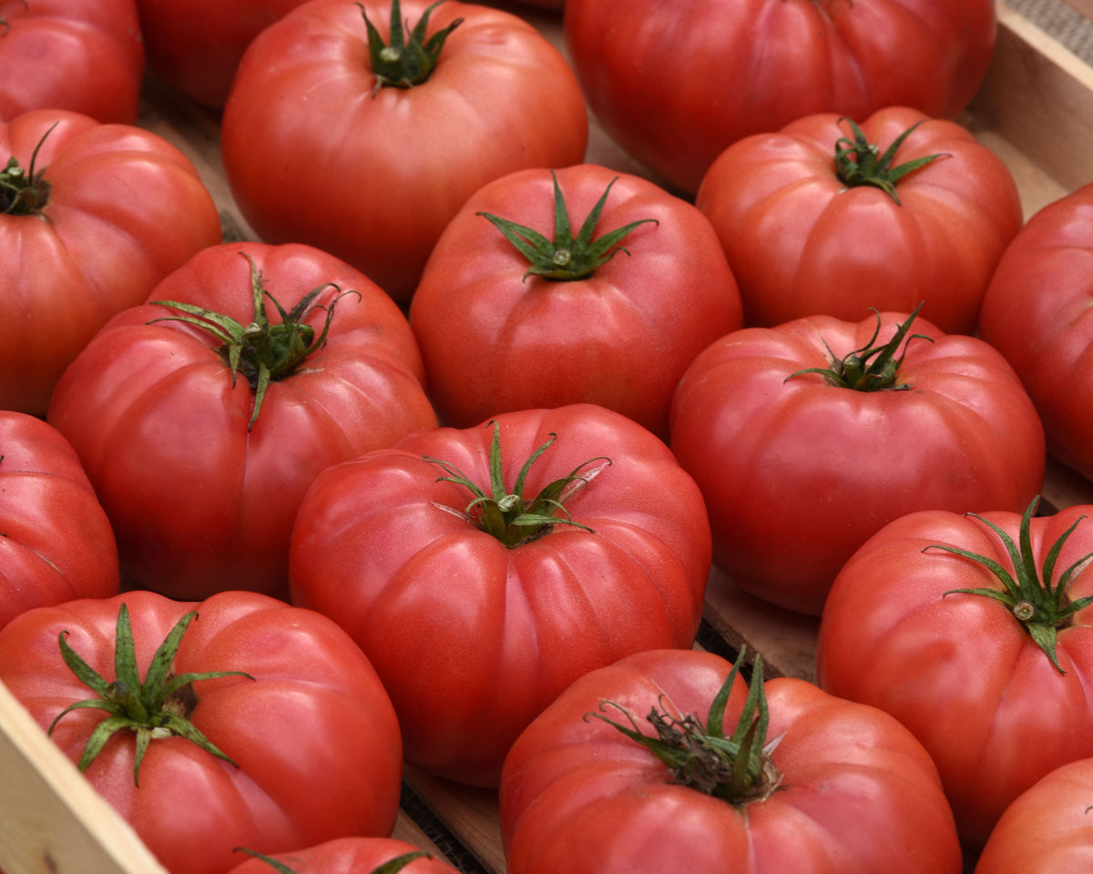 BlushingStar Hybrid Tomato Seeds