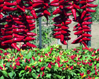 Pretty N Sweet Hybrid Pepper Seeds