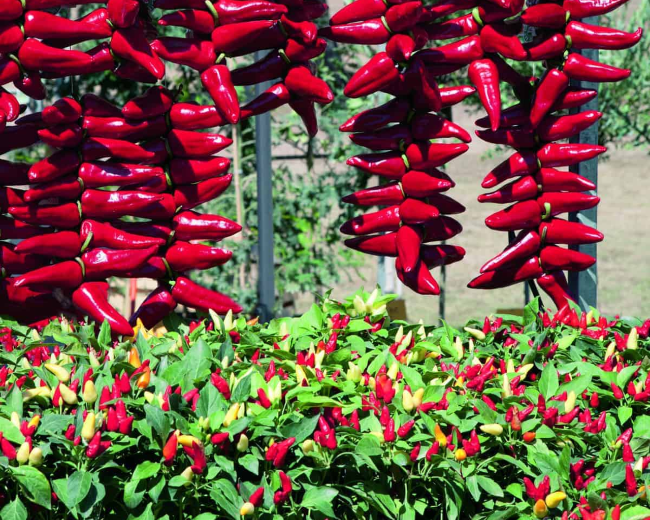 Pretty N Sweet Hybrid Pepper Seeds