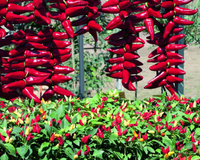 Pretty N Sweet Hybrid Pepper Seeds