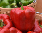 Kickstart Hybrid Pepper Seeds