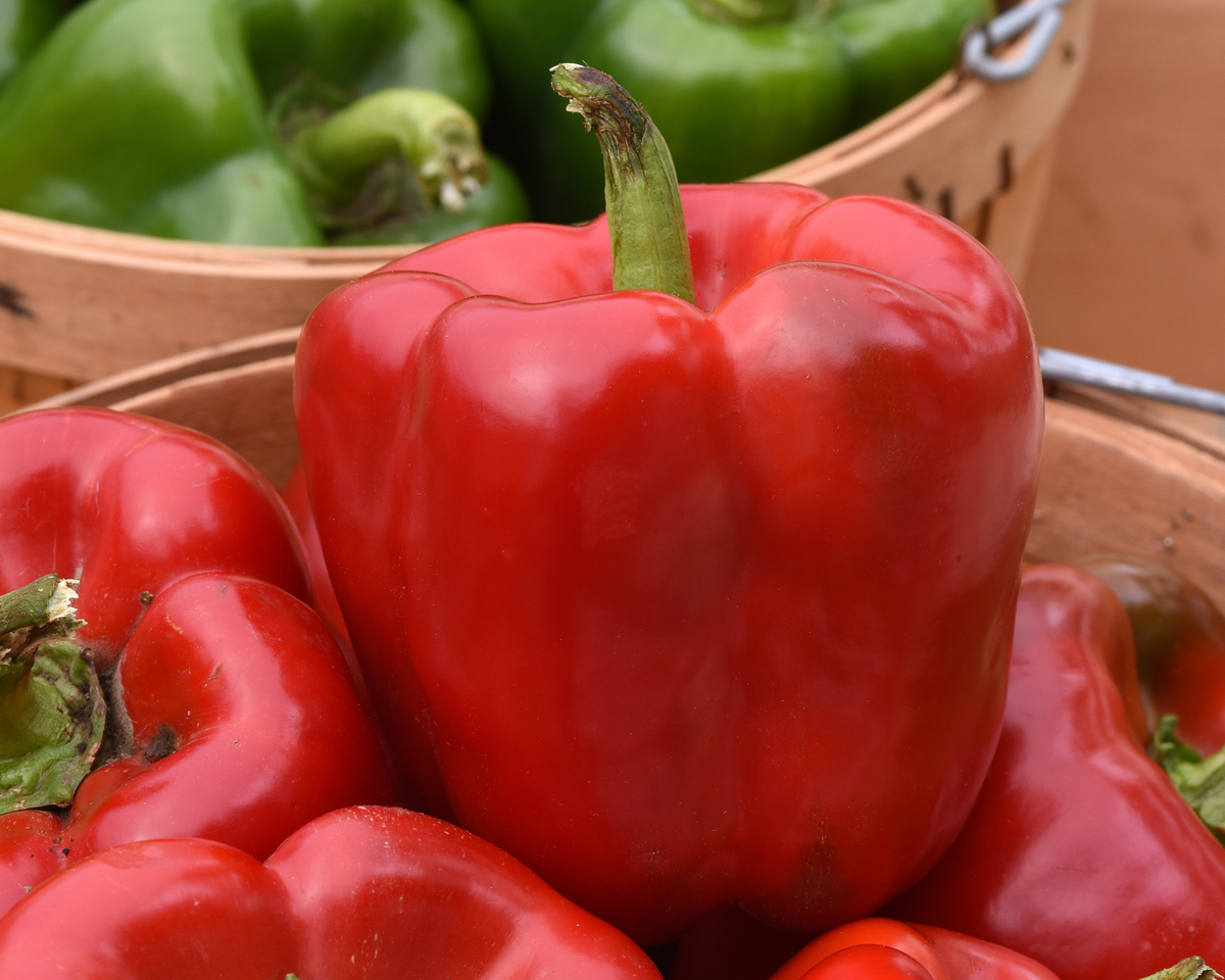 Kickstart Hybrid Pepper Seeds
