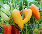 Mariachi Hybrid Hot Pepper Seeds