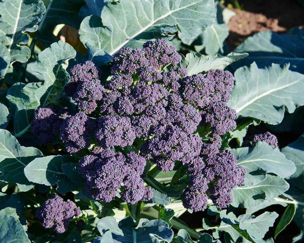 Burgundy Hybrid Broccoli Seeds