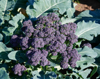 Burgundy Hybrid Broccoli Seeds