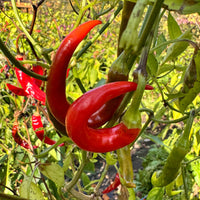 Cayenne Ring of Fire - Seeds