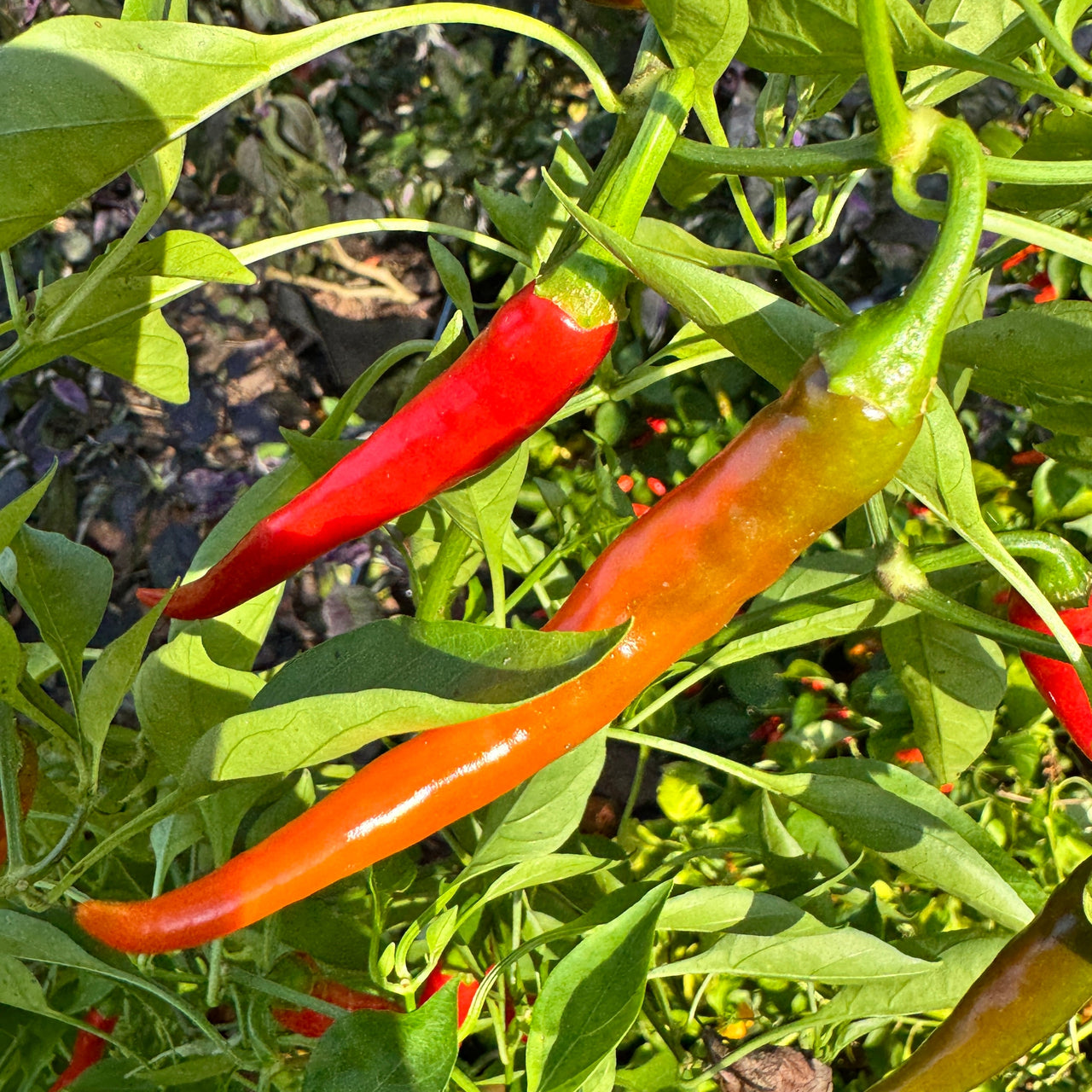 Cayenne Ring of Fire - Seeds