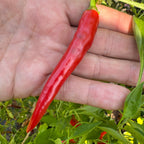 Cayenne Ring of Fire - Seeds