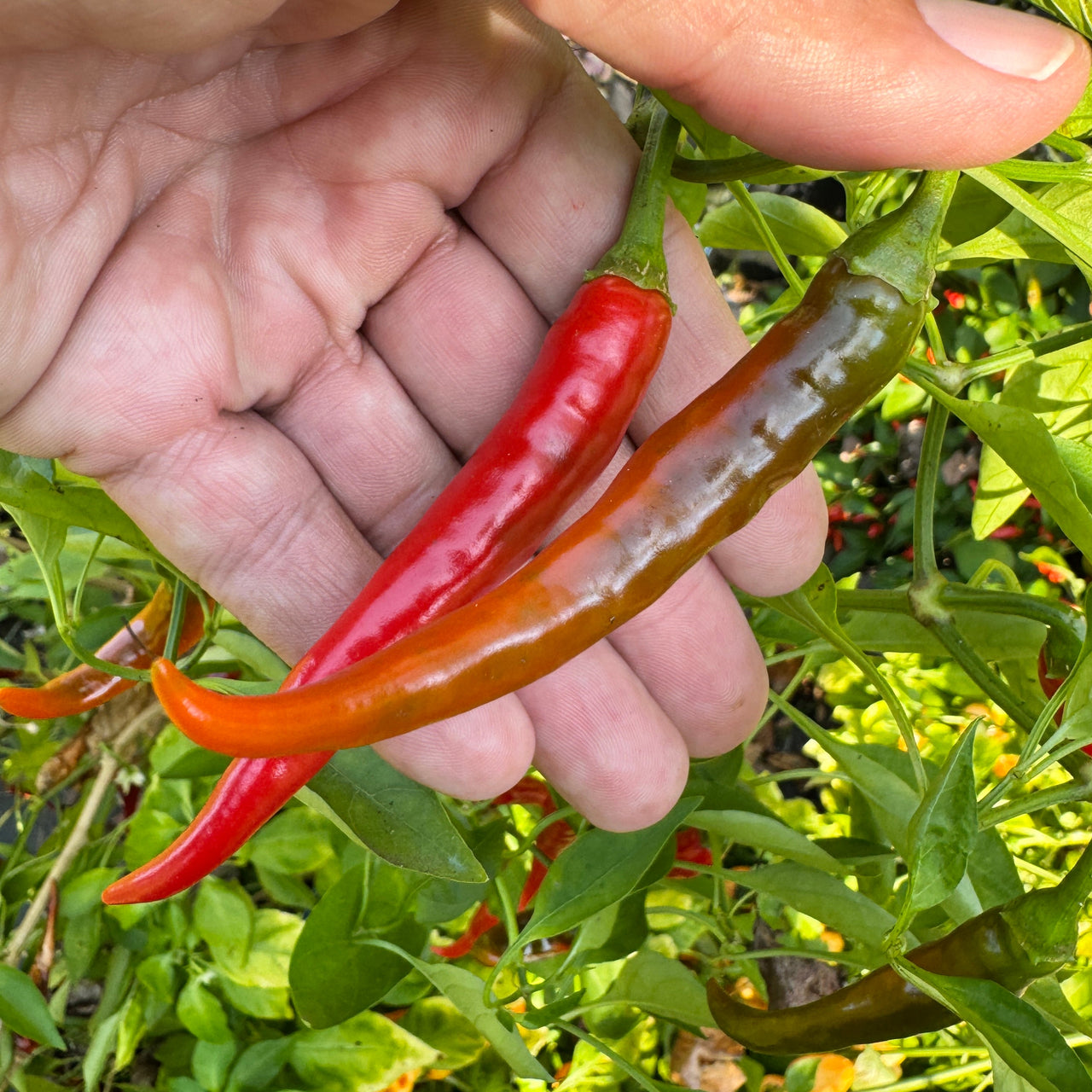 Cayenne Ring of Fire - Seeds