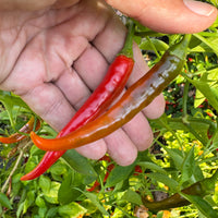 Cayenne Ring of Fire - Seeds
