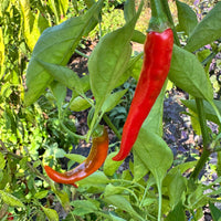 Cayenne Ring of Fire - Seeds