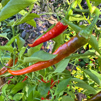 Cayenne Ring of Fire - Seeds