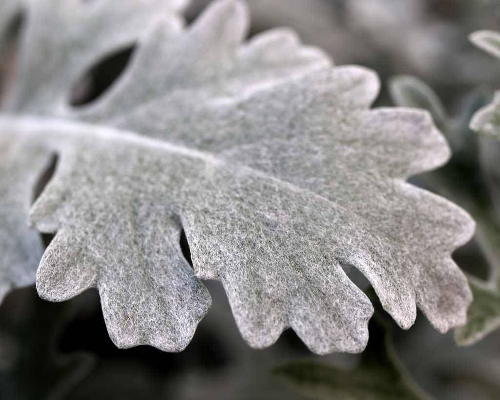 Silver Dust Dusty Miller Seeds