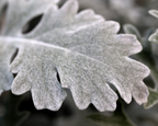 Silver Dust Dusty Miller Seeds