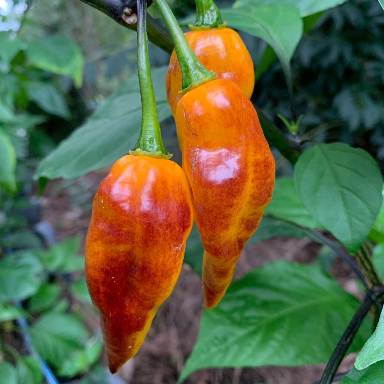 Pimenta Black Bhut - Seeds