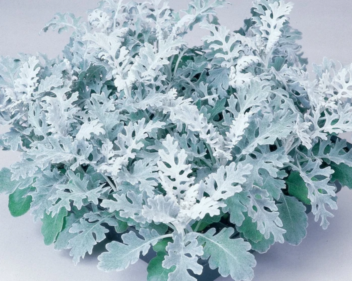Silver Dust Dusty Miller Seeds
