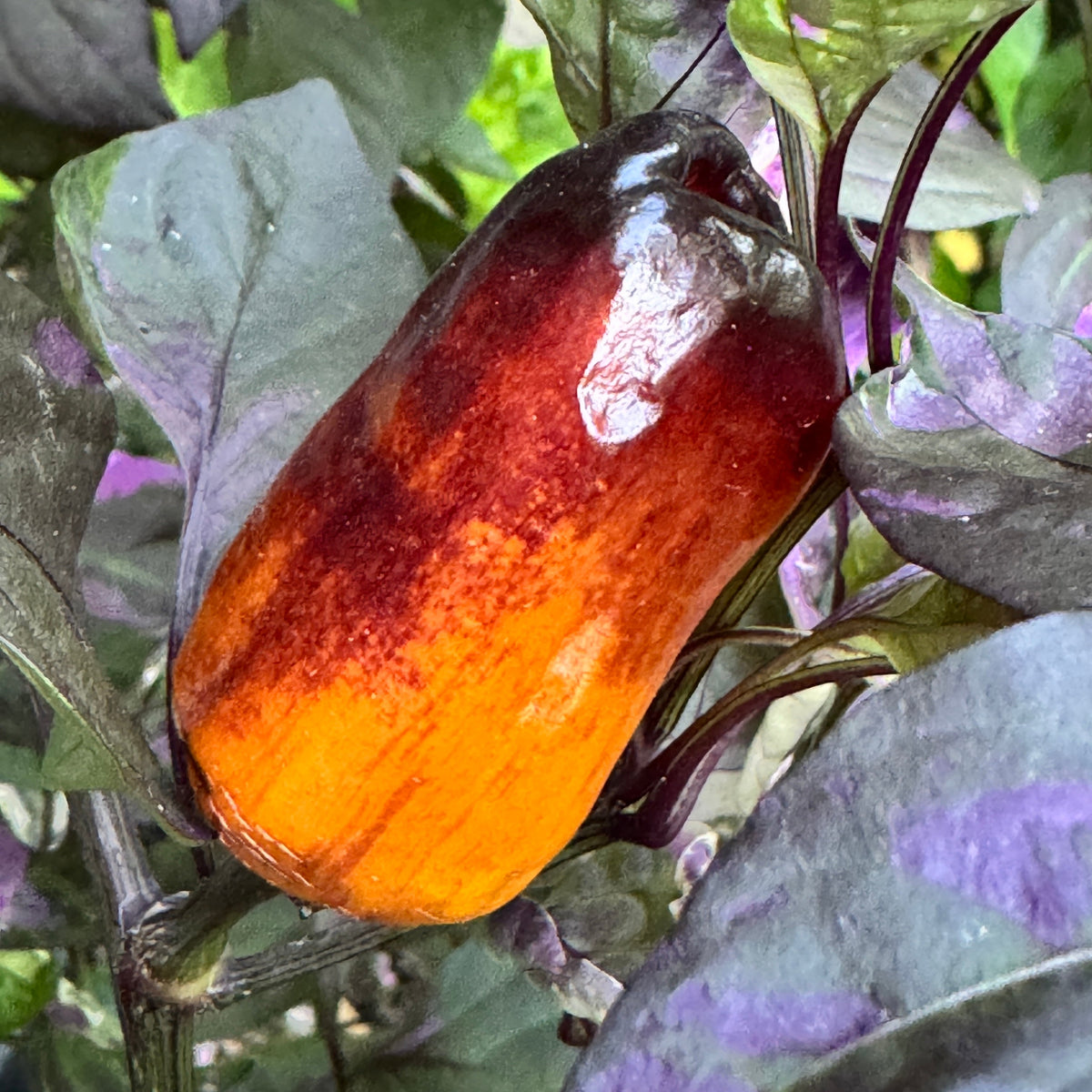 Cibola - Seeds