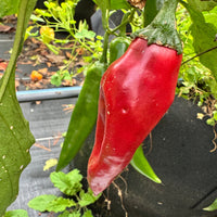 Dynamite Green Chile - Seeds