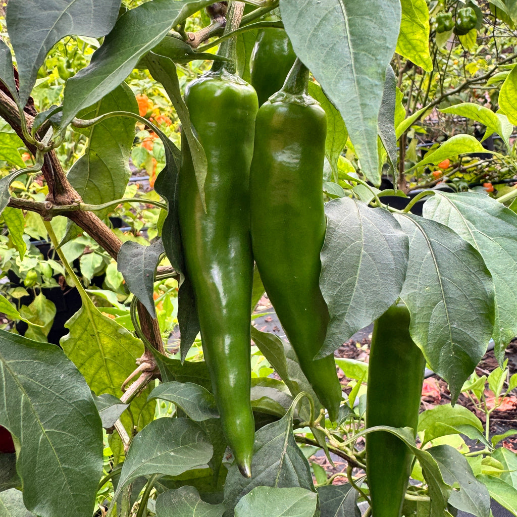 Dynamite Green Chile - Seeds