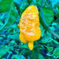 Dystopia Yellow - Seeds