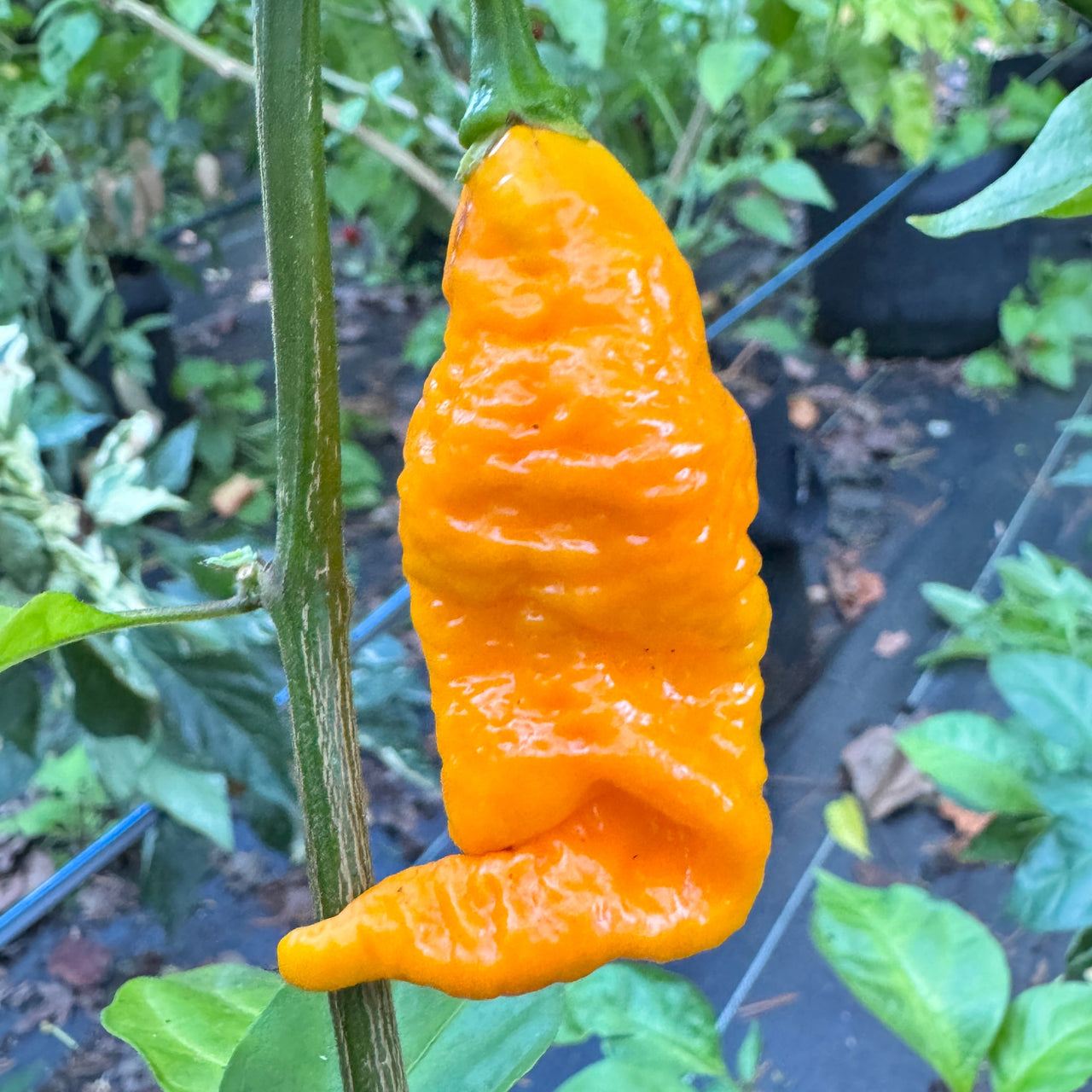 Dystopia Yellow - Seeds